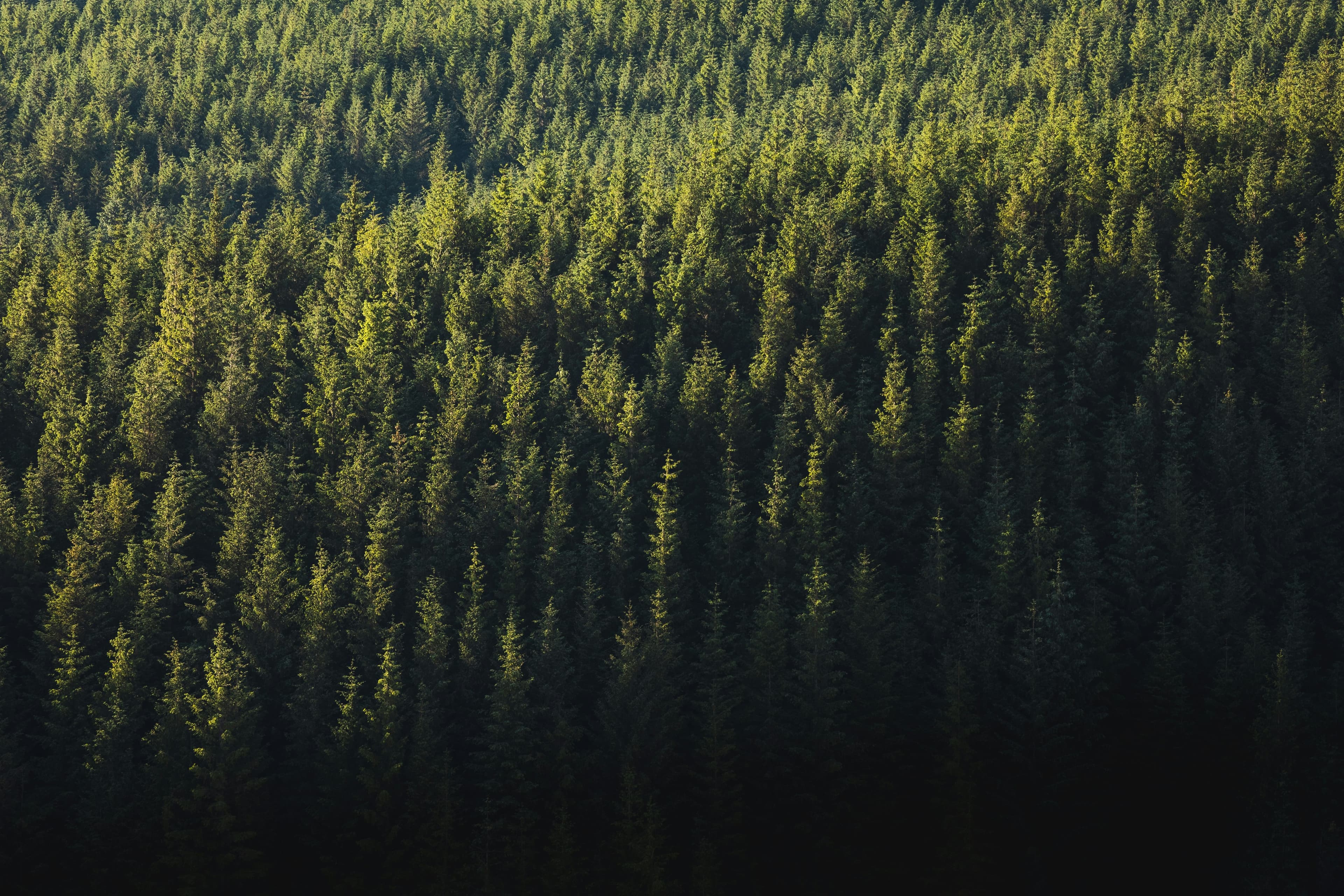 Aerial view of a conifer forest canopy